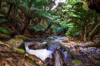 Landscape photography rainforest stream