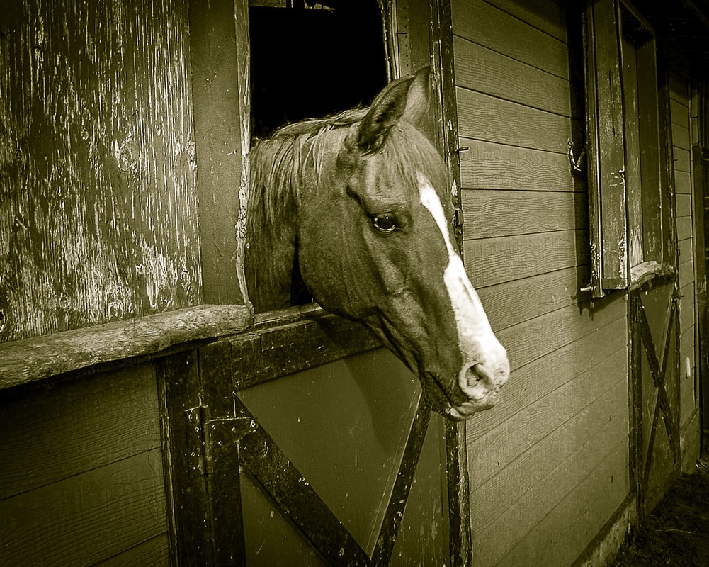 Outdoor photography horse stable